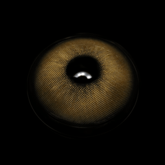 Claudina Brown Coloured Contact Lenses - BEAUEYE (UK)