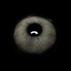 Claudina Gray Coloured Contact Lenses - BEAUEYE (UK)