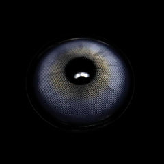 Faylinn Purple Coloured Contact Lenses - BEAUEYE (UK)