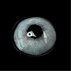 Lemon Hind White Coloured Contact Lenses - BEAUEYE (UK)