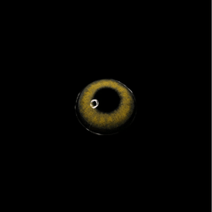 Pro Khaki Brown Coloured Contact Lenses - BEAUEYE (UK)